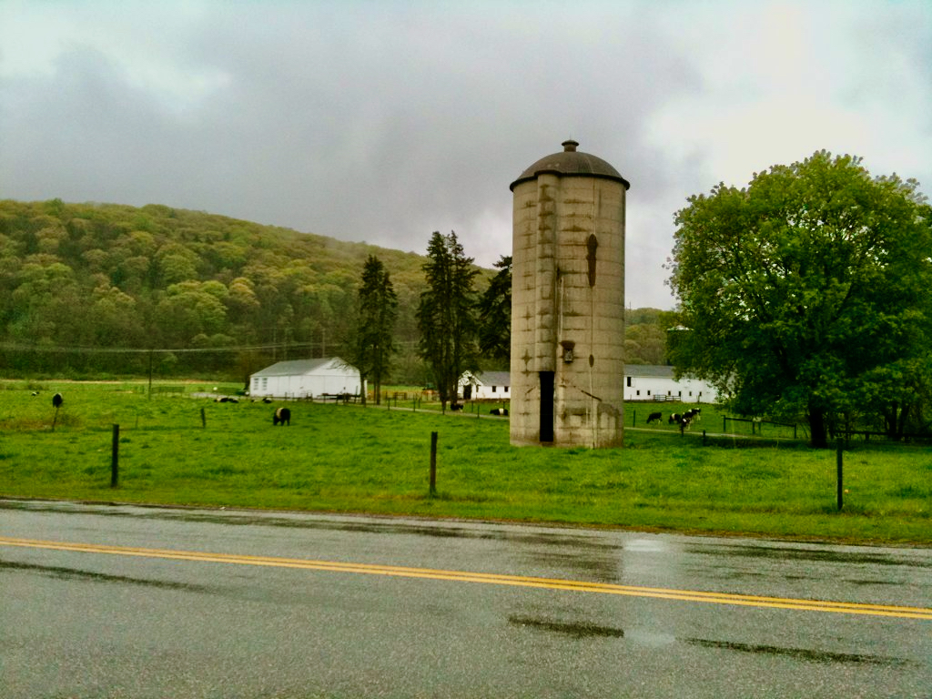 Cows, silage, and outbuildings at a working farm in New Milford, Connecticut