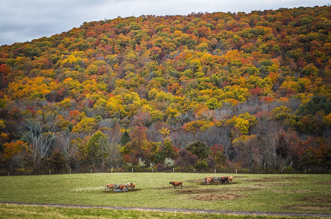 Autumn forest in western Connecticut — working woodlands and open space