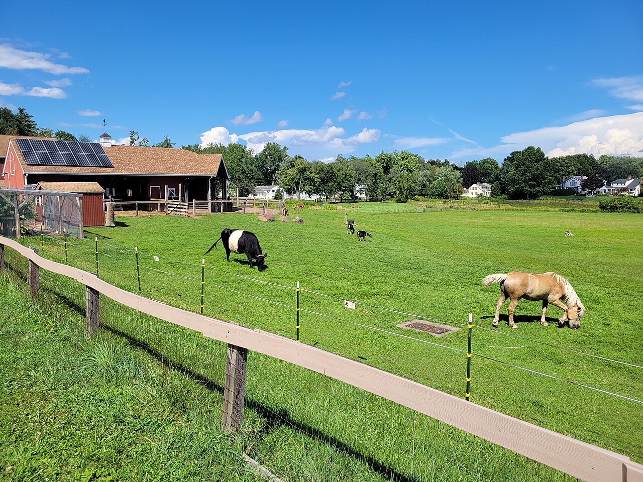 Farm animals at Westmoor Park in West Hartford, Connecticut