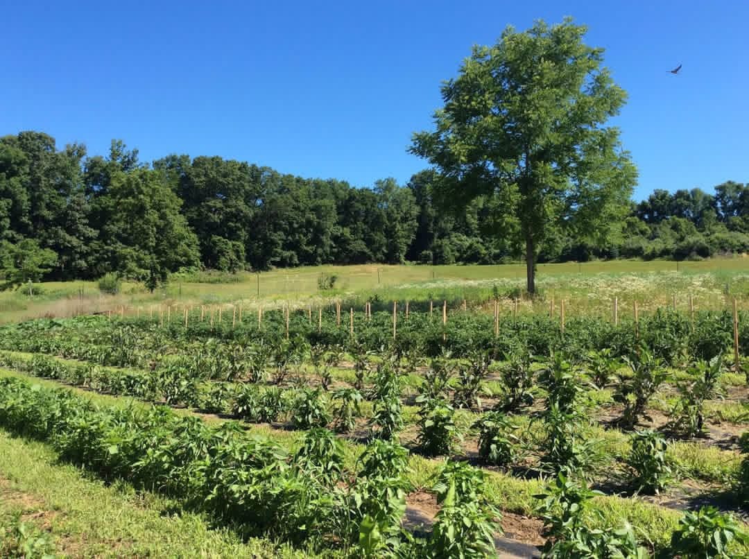Vegetable rows growing at Red Clover Farms in Seymour, Connecticut