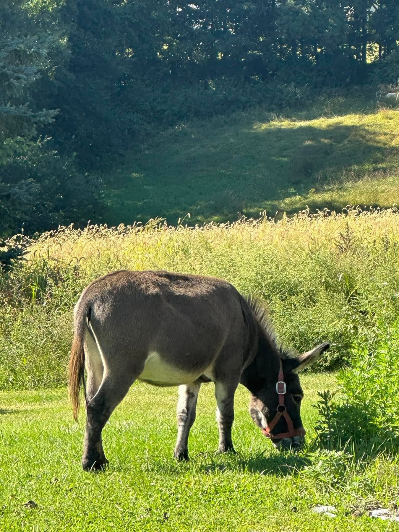 Donkey grazing in pasture at Red Clover Farms