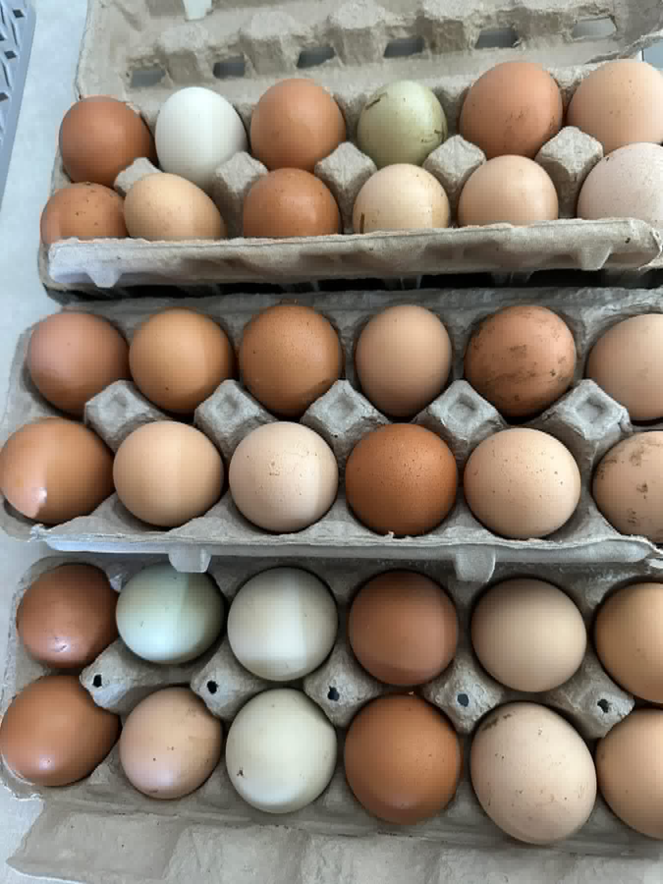 Farm-fresh eggs in cartons at Red Clover Farms