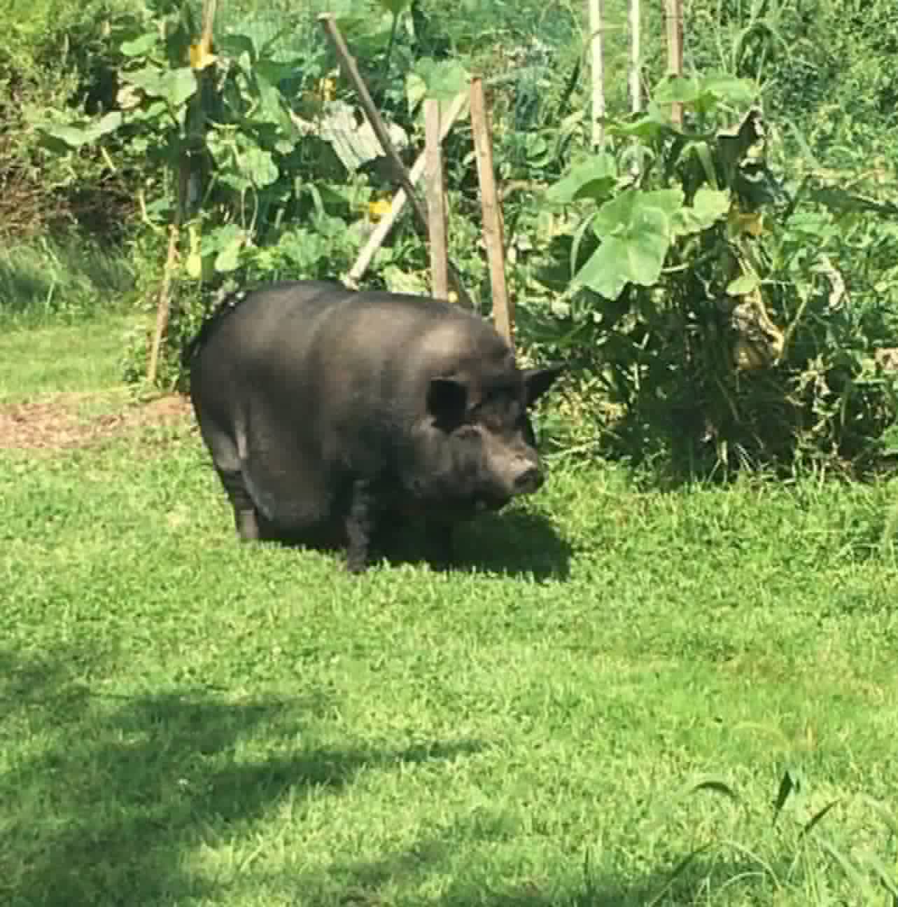 Farm pig by the garden at Red Clover Farms