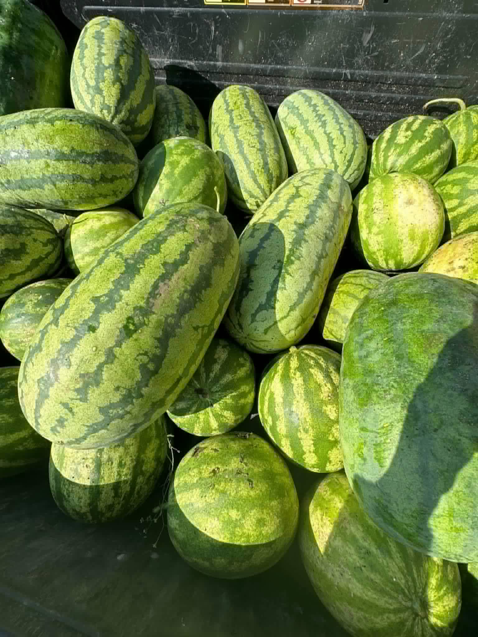 Watermelon harvest at Red Clover Farms